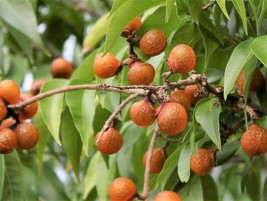 KKG Sapindus Mukorossi 5 Seeds Big Soap Nut Tree Soapberry Washnut Fresh... - $185.64 MXN