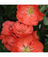 Double Take Orange Ppaf Flowering Quince 4 Inch Pot Proven Winners Fresh... - €37,86 EUR