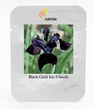 Siberian Iris Black Gold Iris Chrysographes Flower Seeds, Professional Pack, 5 S - £2.71 GBP