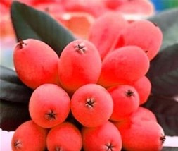 10 Of Loquat Fruit Tree Seeds - $11.37