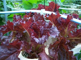 Shipped From Us 6000 Red Salad Bowl Leaf Lettuce Lactuca Sativa Seeds, LC03 - £15.42 GBP