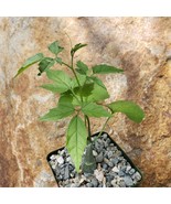 Momordica Rostrata Cactus Cacti Succulent Live Plant in a 4&quot; Pot - $1,862.64 MXN