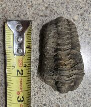 4 Inch Natural Antique Trilobite Fossil Arthropod Moroccan #6 - $13.86