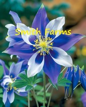 25 Seeds Rocky Mountain Columbine Flowers Purple (Aquilegia Caerulea) From US  - $10.25