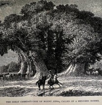 Great Chestnut Tree Mount Etna Woodcut Print 1887 Victorian Italy Art DWEE19 - £31.41 GBP