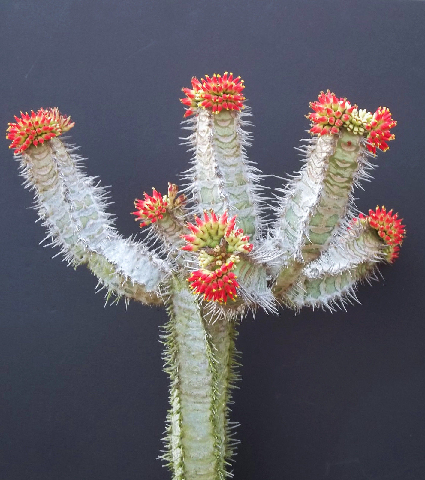 Euphorbia neohumbertii exotic madagascar palm cacti rare succulent seed 50 seeds Item image 2