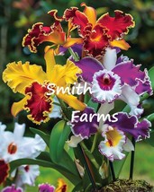 SL 50+ Seeds Mixed Cattleya Orchid Flowers (Cattleya Spp.) - £3.36 GBP