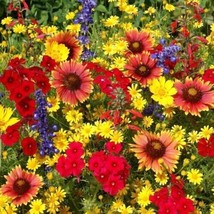Texas Louisiana Wildflower Mix, 14 Species Of Stunning Native Flowers, 300 Seeds - £4.70 GBP