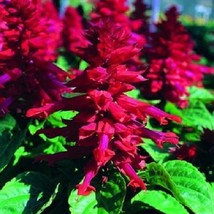 US Seller 40 Salvia Sizzler Burgundy Drought-Tolerant Sage Perennial Flower Seed - $16.51