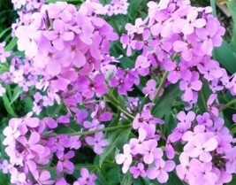 Best Dame&#39;S Rocket Seeds Violet 100 Best Seeds  - $11.64 CAD