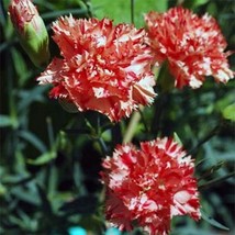 GIB Carnation Chabaud Avranchin 50 Seeds - £7.19 GBP