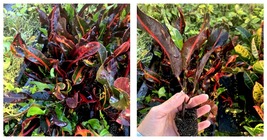 Live Plant 7 inches tall~Mammy Croton Live Plant~Mamey Croton~Outdoor/Indoor - £23.59 GBP