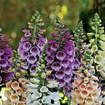 Foxglove Dwarf FOXY MIX 400 seeds - £8.97 GBP