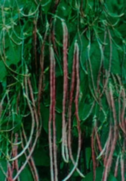 Yard Long Bean Mosaic Seeds Organic Asparagus Asian Chinese Green Fresh Seeds - £6.27 GBP