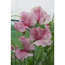 50+ Chocolate Flake Sweet Pea Seeds | Unique Fragrant Blooms - $16.50
