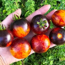 Fast Ship USA Seller Queen Of The Night Large Cherry Tomato Vegetable Seeds - £15.91 GBP