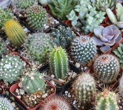 Fresh 25+ Mixed Cactus seeds , mix succulent seeds  - $9.20