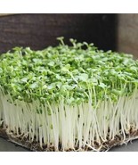 Fresh Garden Bok Choy Cabbage MICROGREEN Seeds | Non-GMO | Heirloom - £7.06 GBP
