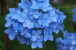 10 nikko blue hydrangea - £6.49 GBP