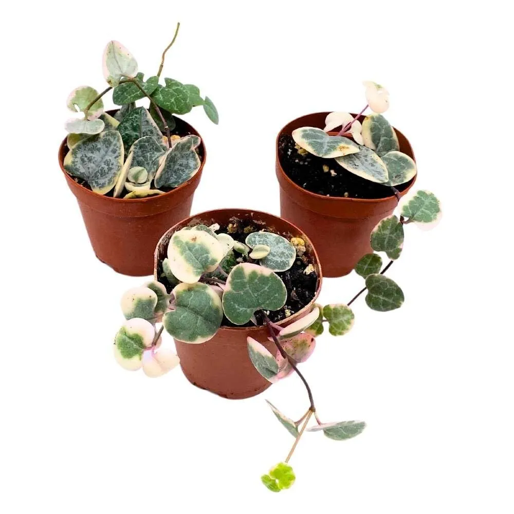 Variegated String of Hearts 2 in Set of 3 Ceropegia woodii Variegata Tiny Mi - £45.61 GBP