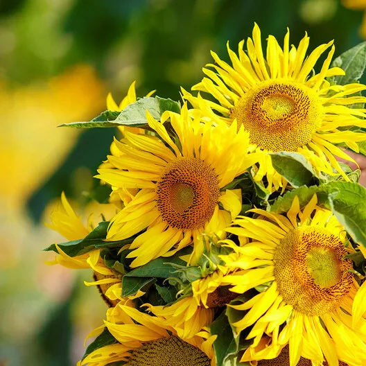 25 Seeds. Sunflower Dwarf Yellow Pygmy 18” Tall Safe For Bees Non-GMO - £7.10 GBP