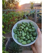 Cucamelon Seeds, Mexican Sour Gherkin, Mouse Melon, NON-GMO, Heirloom, FREE SHIP - $2.22 - $4.89