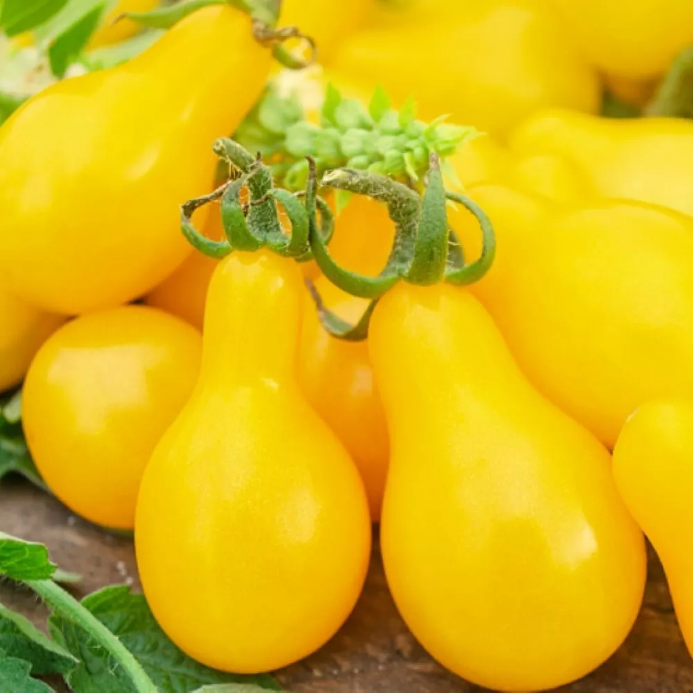 Yellow Pear Tomato 50 Seeds for colorfull garden NON GMO - £5.05 GBP