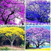 PWO Fresh 50Pcs Jacaranda Mimosifolia Tree Seeds - Mixed 4 Colors - $10.86