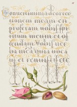 14034.Decor Poster.Room wall design.Vintage botanical calligraphy art.Flowers - £13.02 GBP+