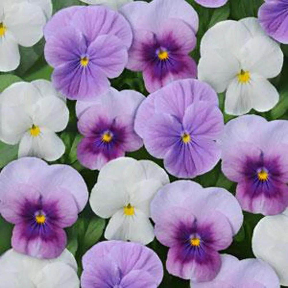 G_S 50 Viola Seeds Sorbet XP Mix Orchid Berry Frost - £11.47 GBP