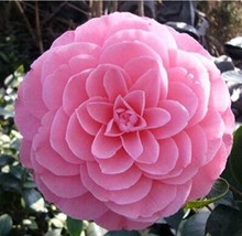 10 pcs Camellia Flowers Seeds Light Pink Colors FRESH SEEDS - £9.37 GBP