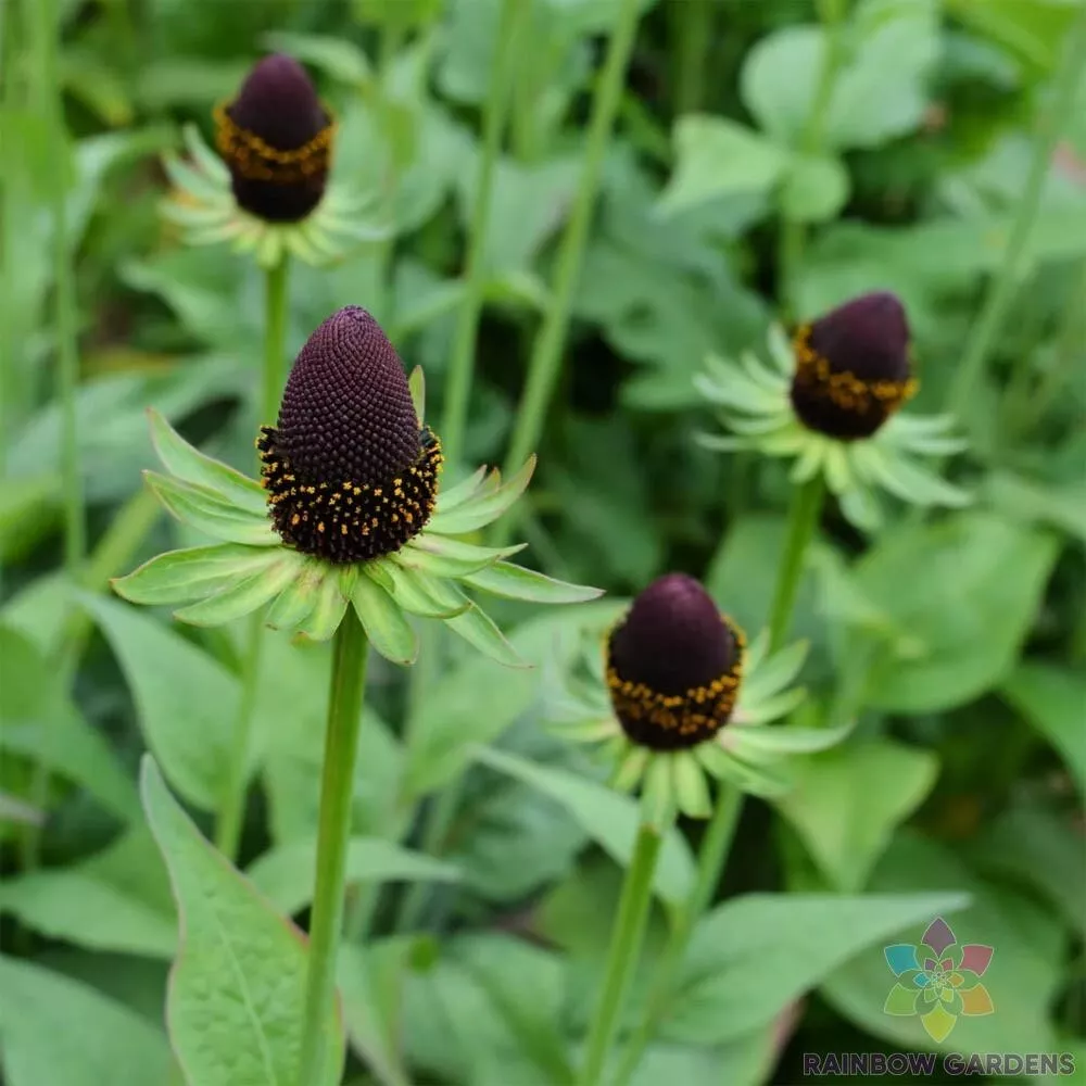 200 Western Coneflower Rudbeckia Seeds Fast US Shipping - $10.96