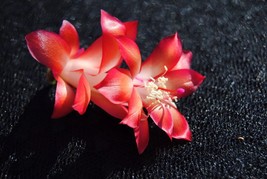 Carmesim Brazil Christmas Thanksgiving Cactus SchlumbergeraTruncata STAR... - $27.99