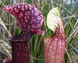 SDC Sarracenia Judith Hindle Pitcher Plant Carnivorous Seeds Easy Grow - $16.20