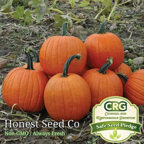 Howden&#39;S Field Pumpkin Seeds For Planting Non-Gmo Heirloom Seeds Usa Fresh - $12.96
