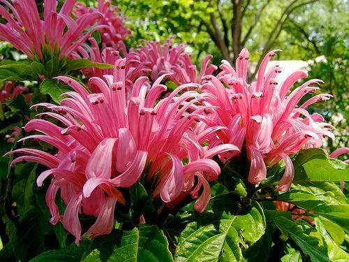 1 Live Starter Plant Pink Flamingo Justicia Carnea Flower For Garde - £34.96 GBP