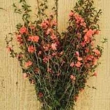 Mountain Garland Light Salmon Clarkia unguiculata 300 Seeds Free Shipping - $75.58 MXN