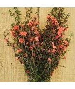 Mountain Garland Light Salmon Clarkia unguiculata 300 Seeds Free Shipping - $74.56 MXN
