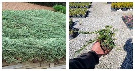 NEW! ( 4 ) - Blue Rug Spreading Juniper - ( 1 QT ) ( 4 live plants ) - £75.53 GBP