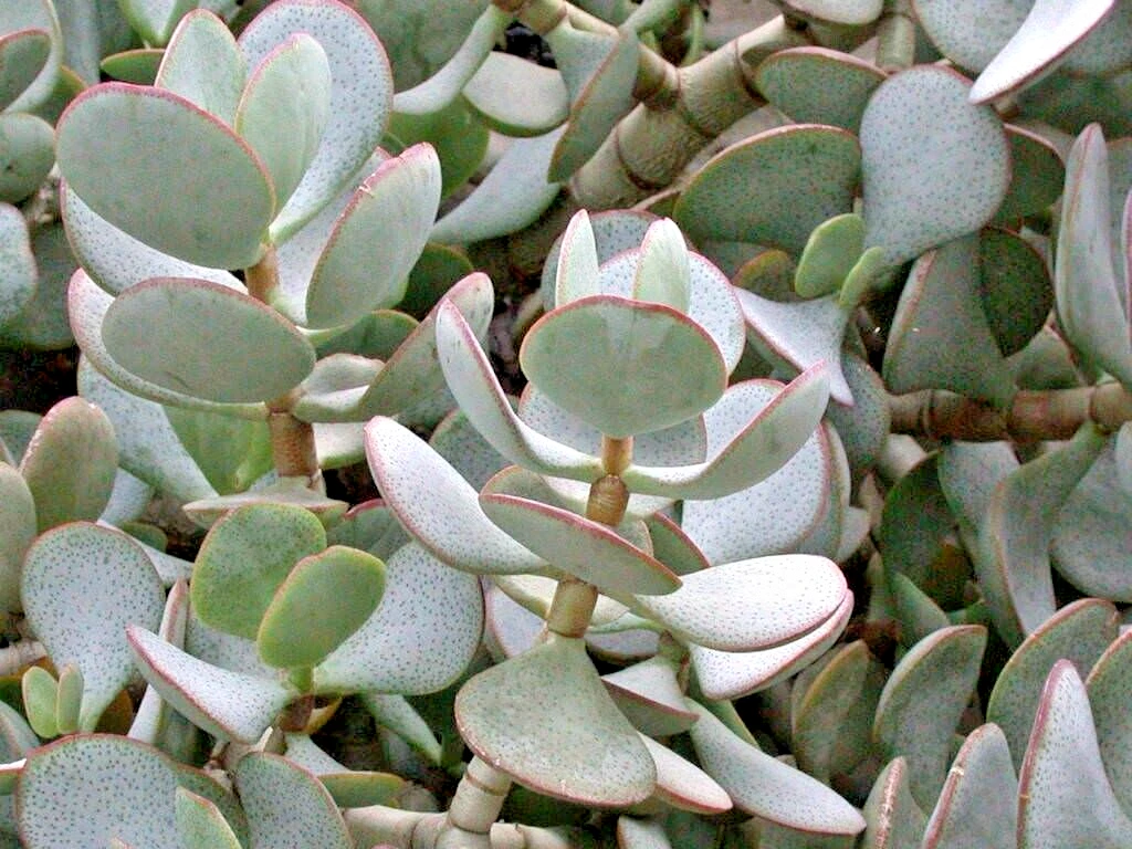 Succulent Crassula Arborescens SILVER DOLLAR 3 Live 2-4&quot; unrooted Plant ... - $475.91 MXN