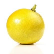 California only! Bergamot Semi-Dwarf Orange Tree 24&quot;-36&quot; tall, grafted - $180.00