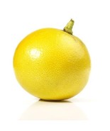 California only! Bergamot Semi-Dwarf Orange Tree 24&quot;-36&quot; tall, grafted - $3,292.70 MXN