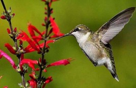 10 Pineapple Sage Red Salvia Elegans Herb Flower Seeds - £6.64 GBP