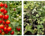 Lot Of 4 Red Cherry Tomato Live Plants 6 To 10 Inches 60+ Days Old - $54.93