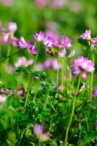 Top Seller 50 Milk Vetch Astragalus Sinicus Pink Purple Flower Ground Co... - $14.60