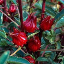 Asian Sour Leaf Roselle Hibiscus Seeds Red Sorrel Jamaican Sorrel Florid... - $8.75