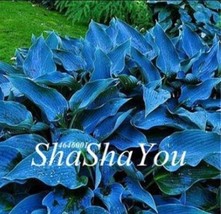 200 pcs Hosta Seeds - Greyish Blue Color FRESH SEEDS - £6.62 GBP