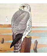 Gyrfalcon Art Print Color Plate Birds Of Prey Vintage Nature 1979 DWT11C - €30,18 EUR