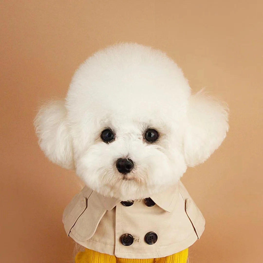 British Style ages Cute Spit Towel Dog Bib Dog Trench Coat Cape Teddy  Corgi Fig - £84.68 GBP