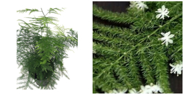 Asparagus Fern Leaf Plumosus Live Plant 2.5&quot; Pot Houseplant Indoor - C2 - £32.88 GBP